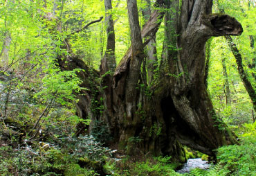 別宮の大カツラ